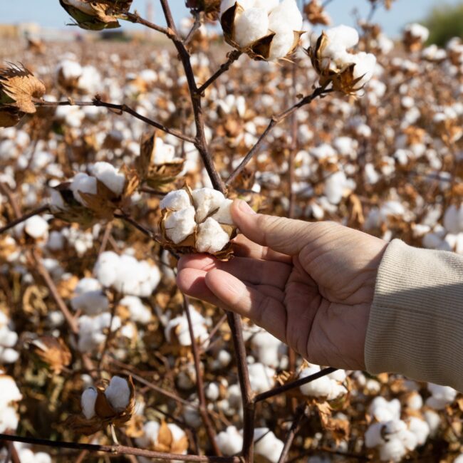 Adult male hand holding cotton ready for harvesting