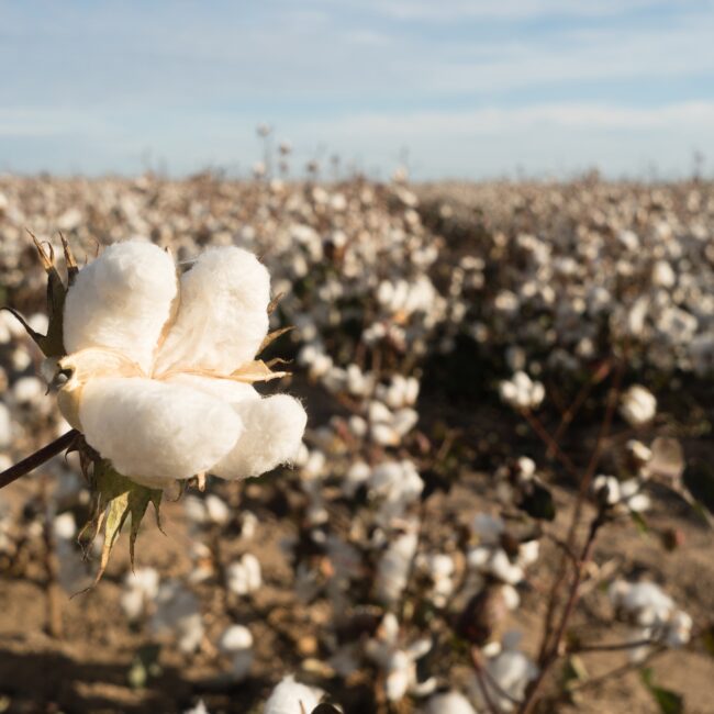 Cotton Boll Farm Field Texas Agriculture Cash Crop