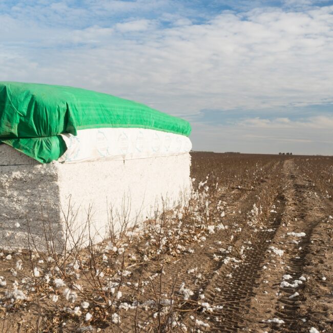 Fresh Bail Harvest Cotton Farm Field Texas Agriculture