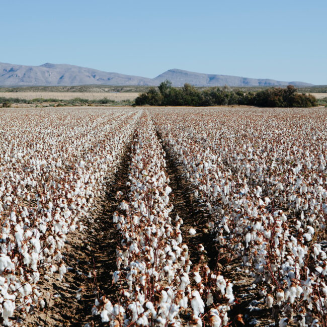 Large field of cotton, near Hatch, New Mexico